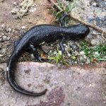 Lees meer over het artikel Alpenkam-salamander in de moestuin