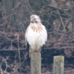 Lees meer over het artikel Buizerd in Winterpak