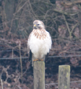 Lees meer over het artikel Buizerd in Winterpak