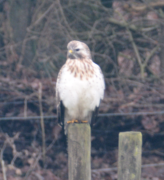 Je bekijkt nu Buizerd in Winterpak