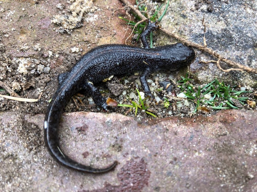 Je bekijkt nu Alpenkam-salamander in de moestuin