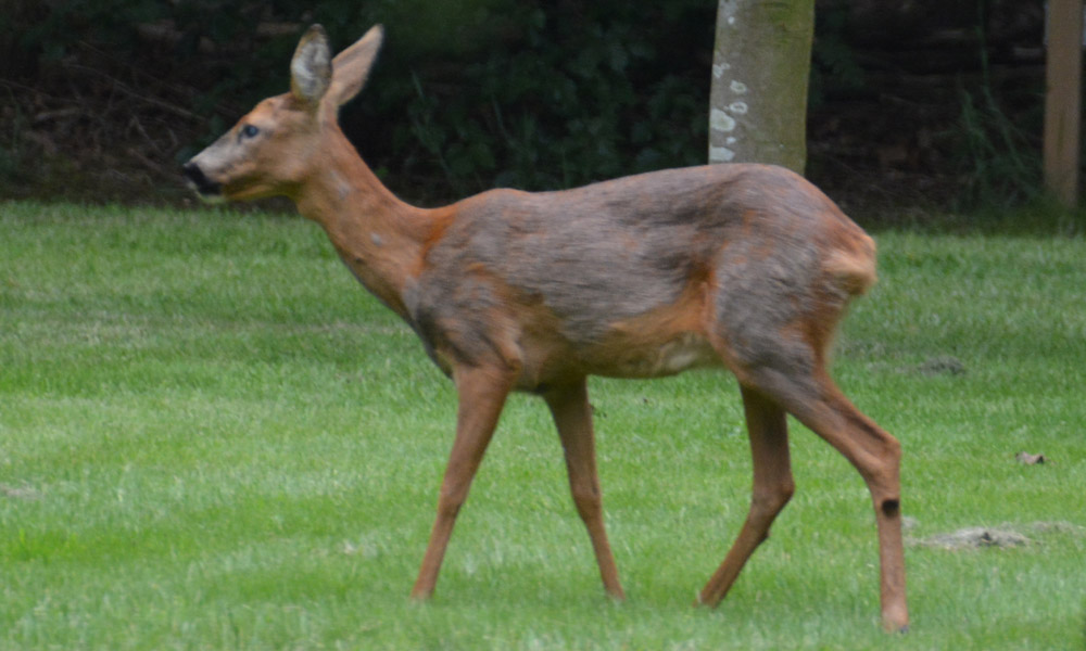 Je bekijkt nu Ree op bezoek achter in de tuin