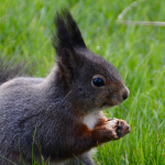 Lees meer over het artikel Geen corona beperkingen voor de eekhoorn…
