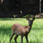 Lees meer over het artikel Baby Reetje….