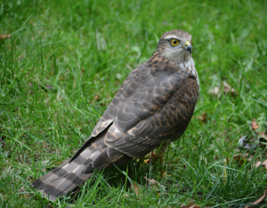 Lees meer over het artikel Sperwer bij de vogeltjes