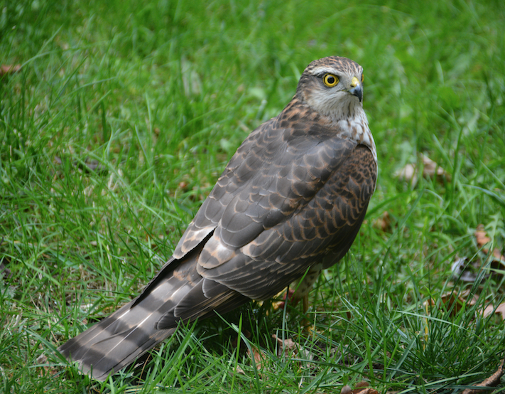 Je bekijkt nu Sperwer bij de vogeltjes